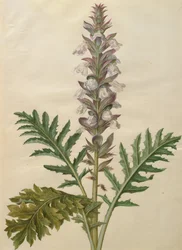 Acanthus mollis